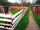 2-4 Ram in  zoological park Escurialis * 800 x 600 * (392KB)